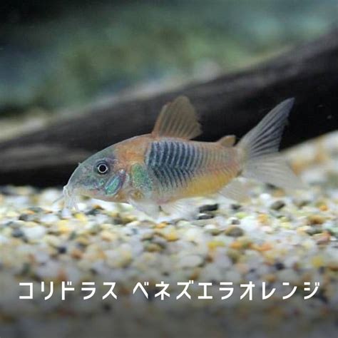 魚 金色|黄金色に輝く熱帯魚「コリドラス・イルミネータス」。